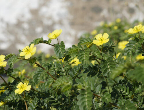 Usos y beneficios del TRIBULUS TERRESTRIS