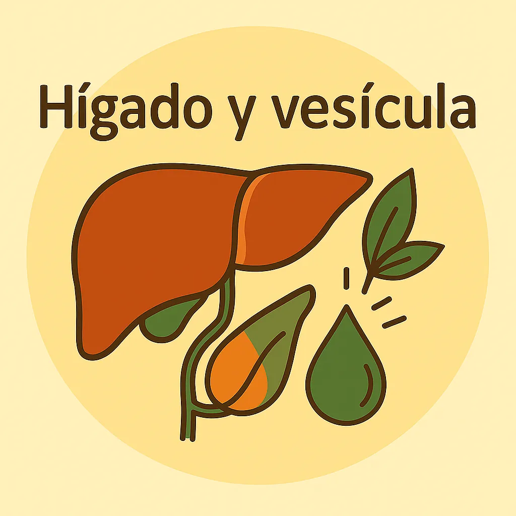 Ilustración del hígado y vesícula biliar con icono de gota detox y hojas naturales.